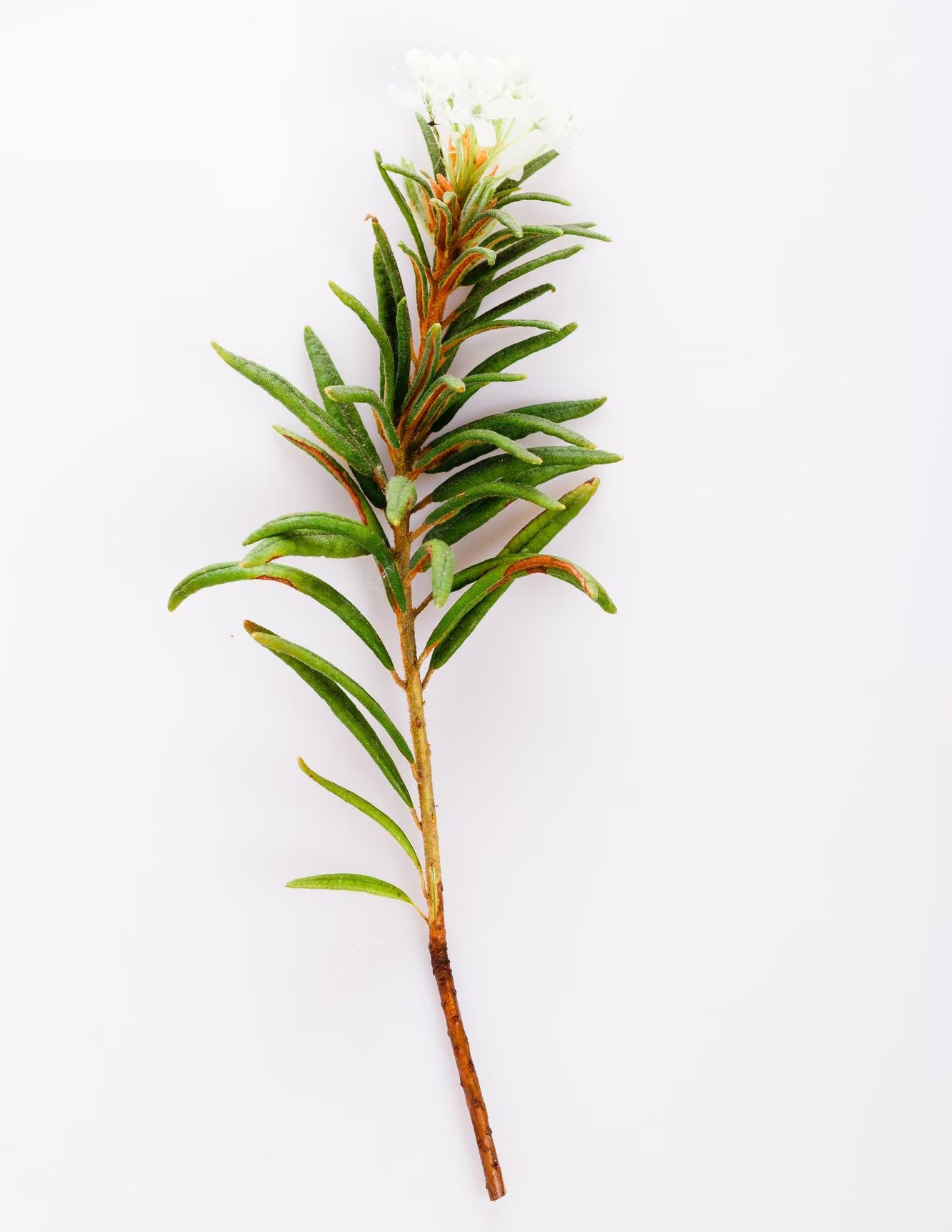 STOP ZANZARE CON I RIMEDI NATURALI